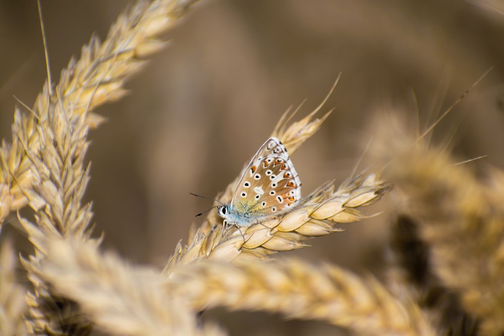 Фотография автора Савельев Алексей