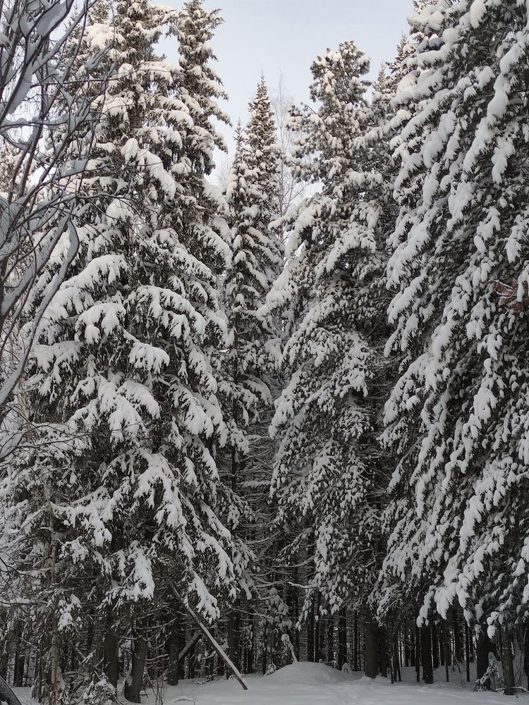 Прогулка у лесу