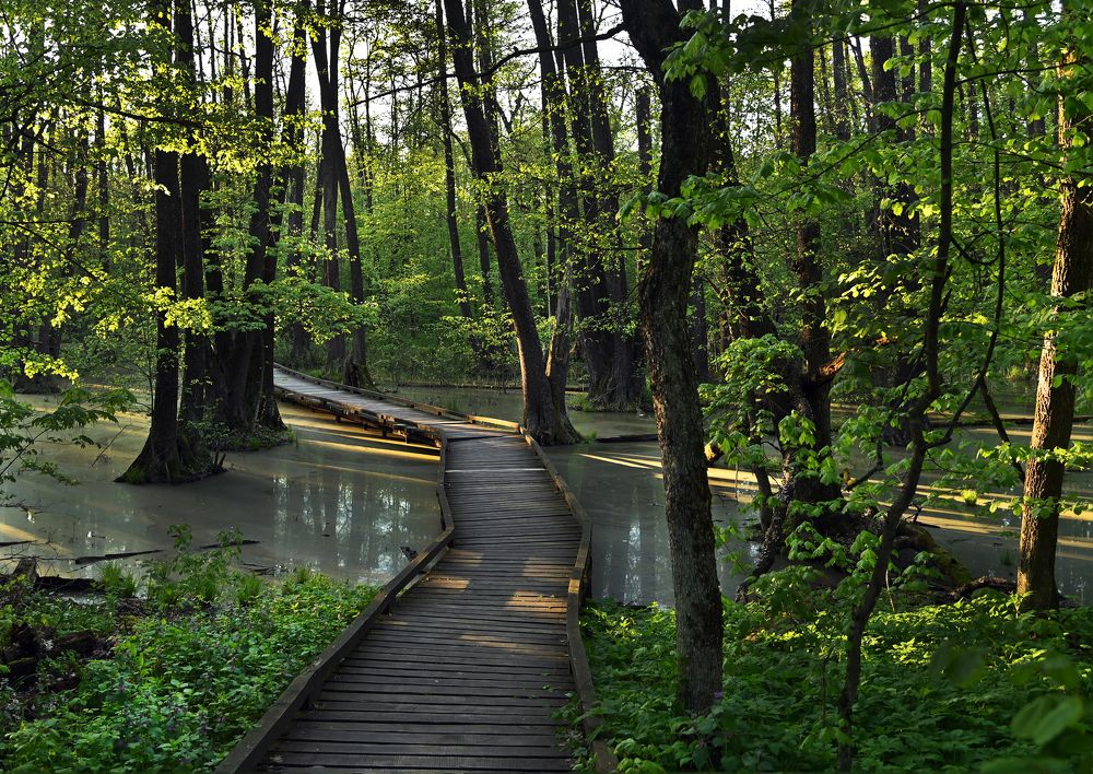 Заповедная тропа