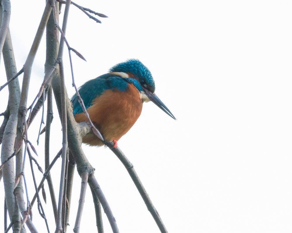 Фотография автора Lada