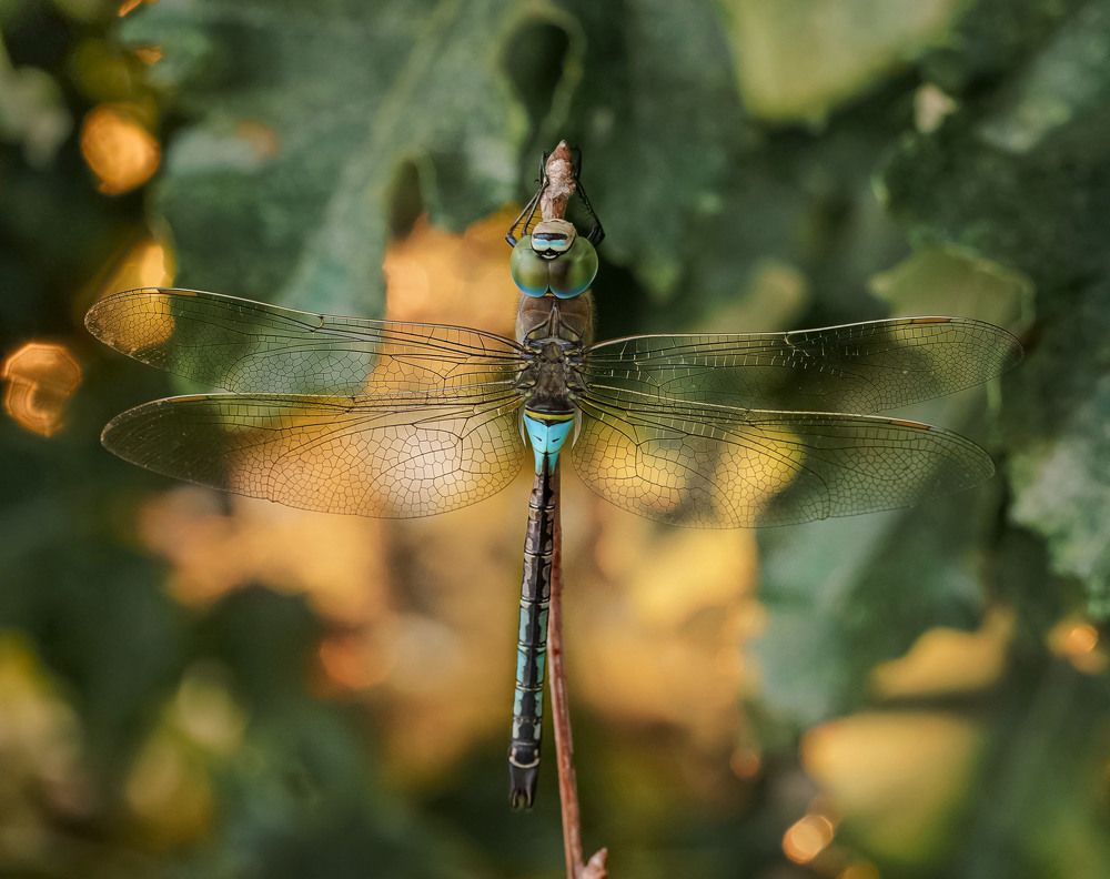 Photograph by Алена Полетаева