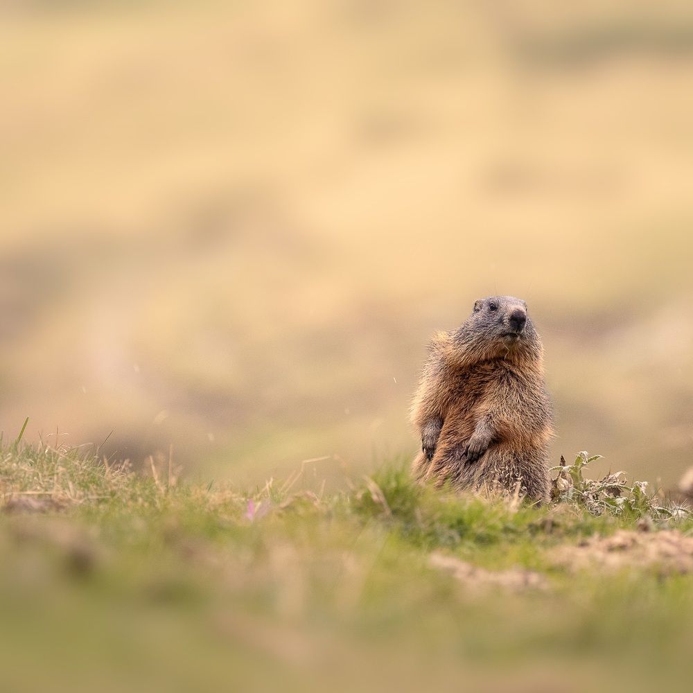 Фотография автора Anne Gabrielle Mougin