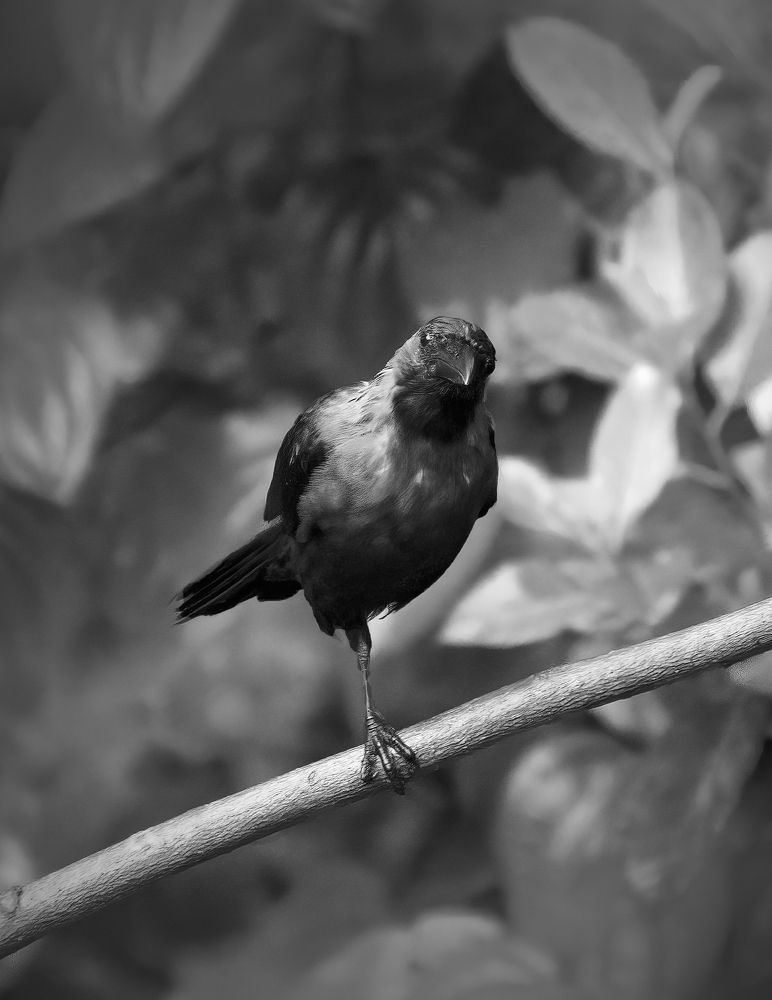 Photograph by Hemandh Ashokan