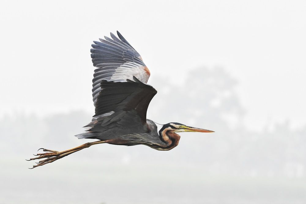 Photograph by SRIMANTA RAY