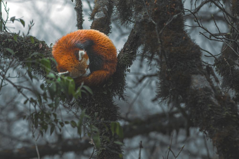 Photograph by SATRAJIT DUTTA