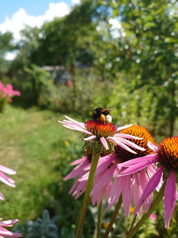 Насекомые на растениях)