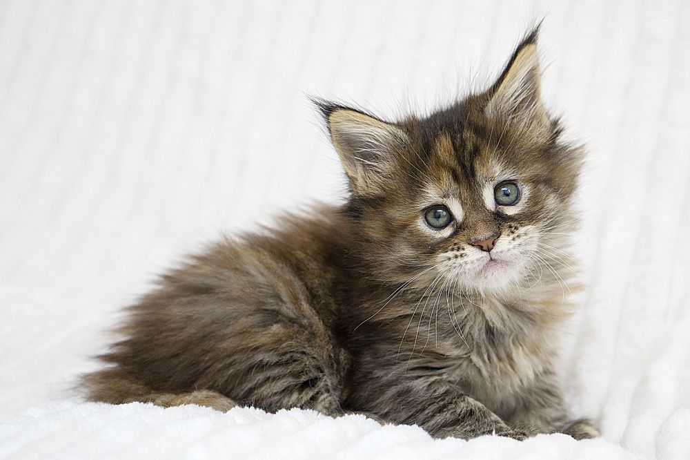 Photograph by Ирина Мамонова