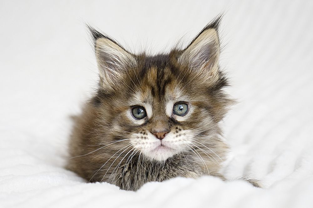 Photograph by Ирина Мамонова