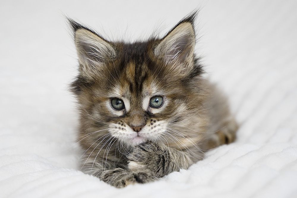 Photograph by Ирина Мамонова