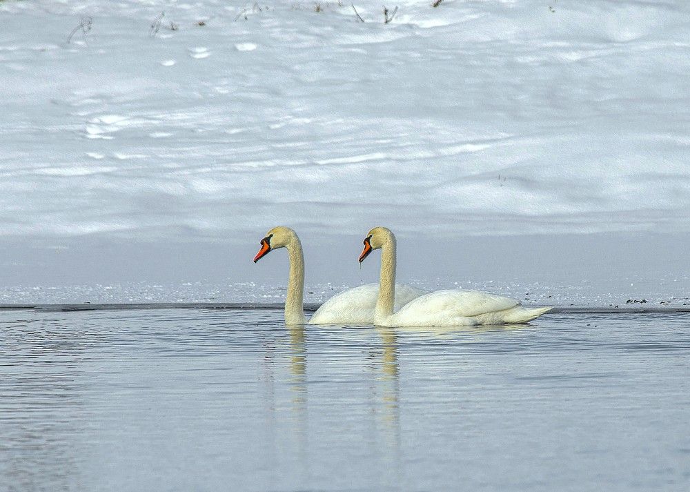Лебеди шипуны