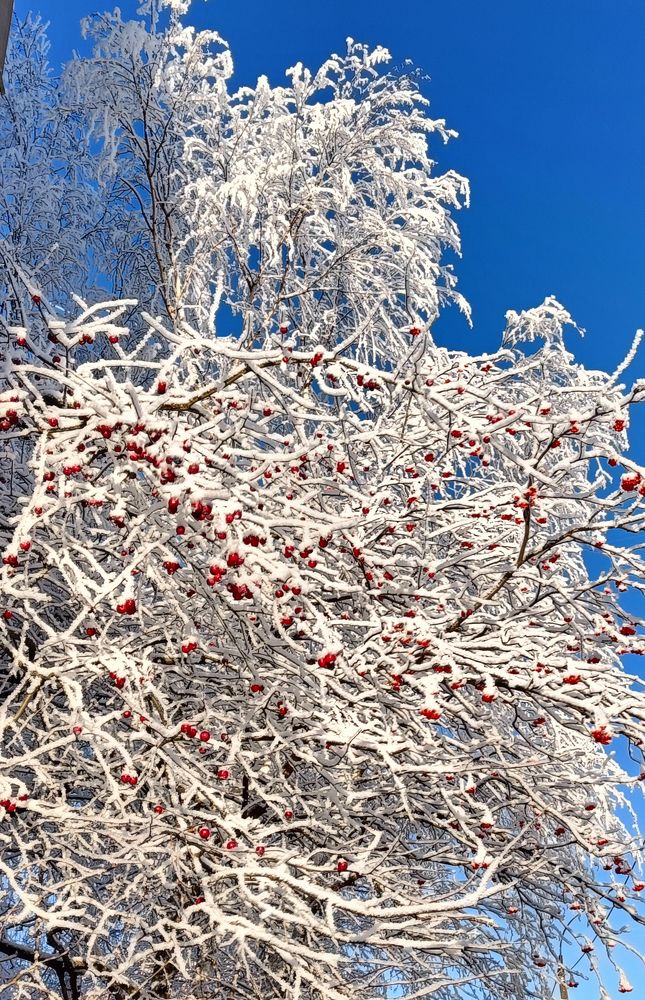 Photograph by Алина Кортикова