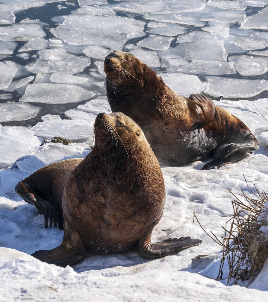 Сивучи на лежбище