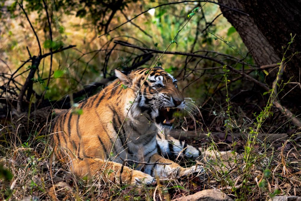 Photograph by GVN Santhosh