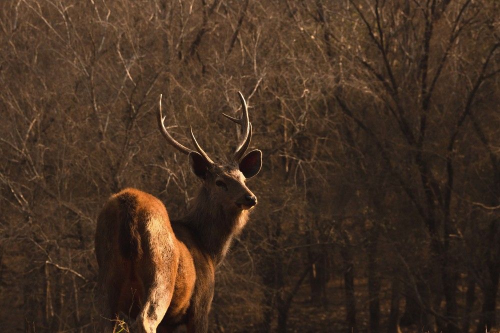 Photograph by GVN Santhosh