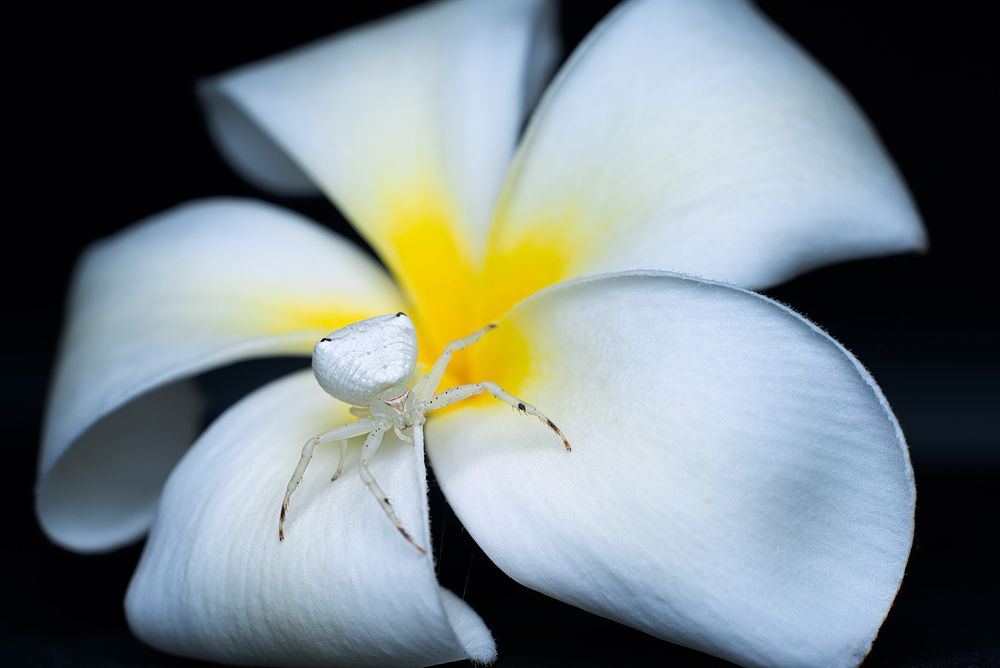 Фотография автора Ammar Alsayed Ahmed