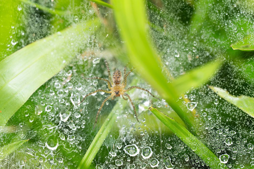 Фотография автора Ammar Alsayed Ahmed