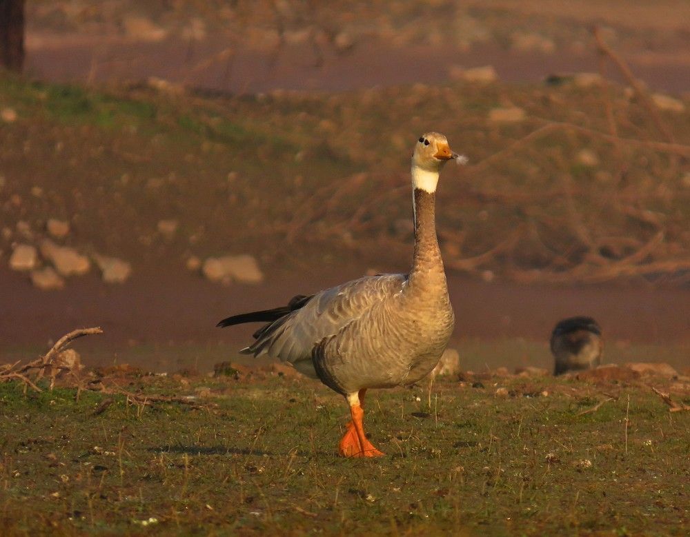 Photograph by Nature from Aperture by Paras j.