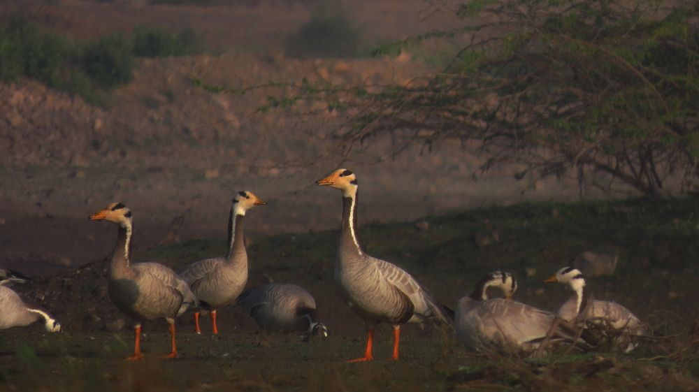Photograph by Nature from Aperture by Paras j.