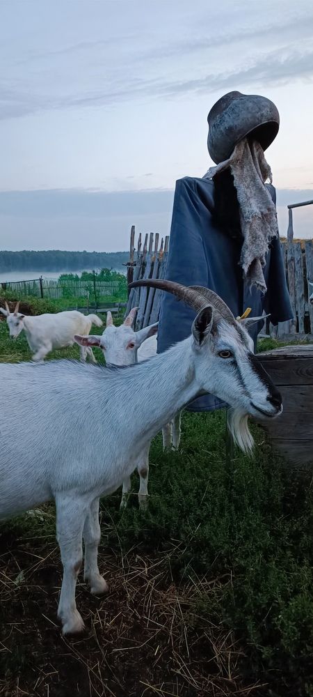 В вечернем тумане