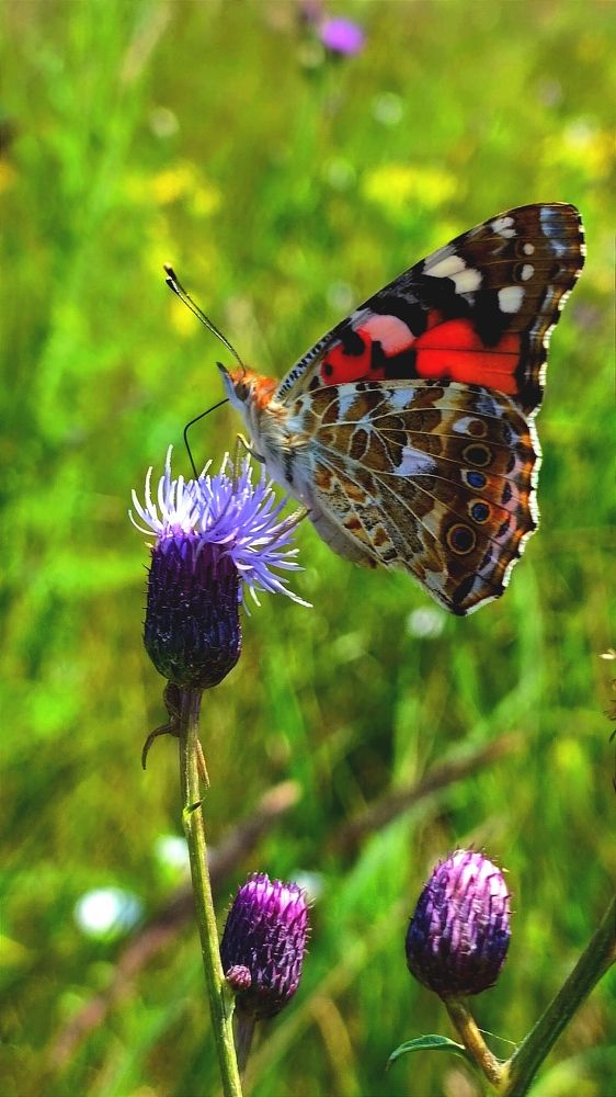 Летнее настроение