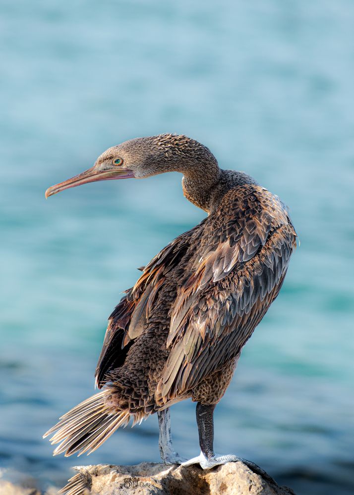 Photograph by Muhammad Hamid