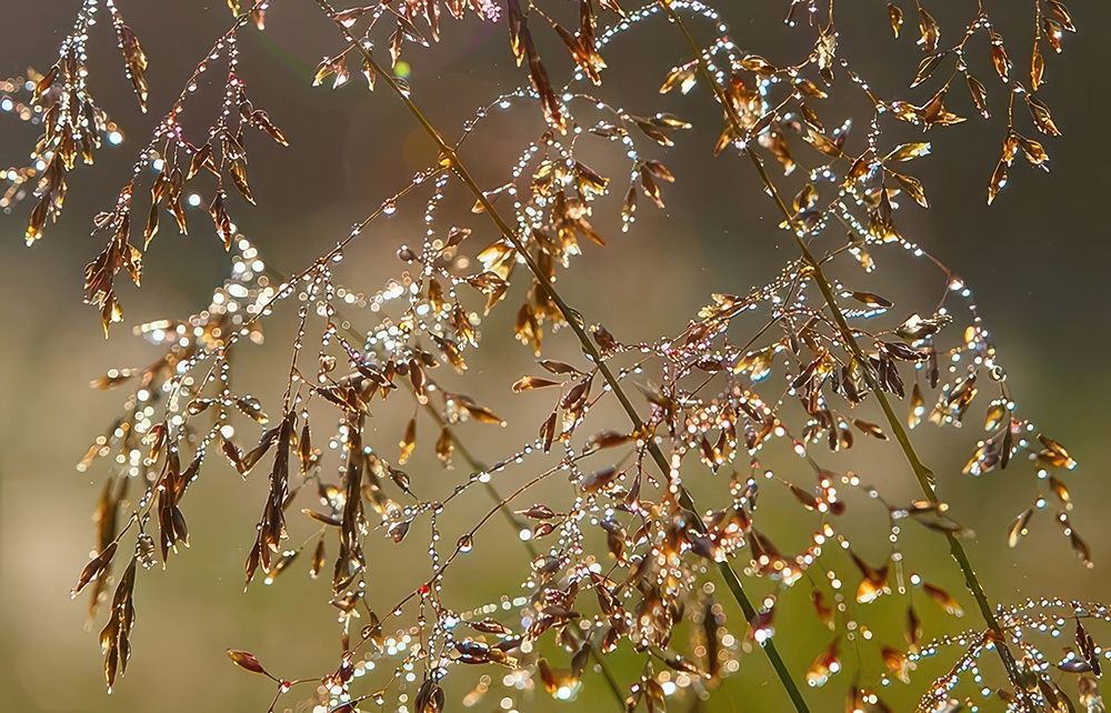 Утренние росы