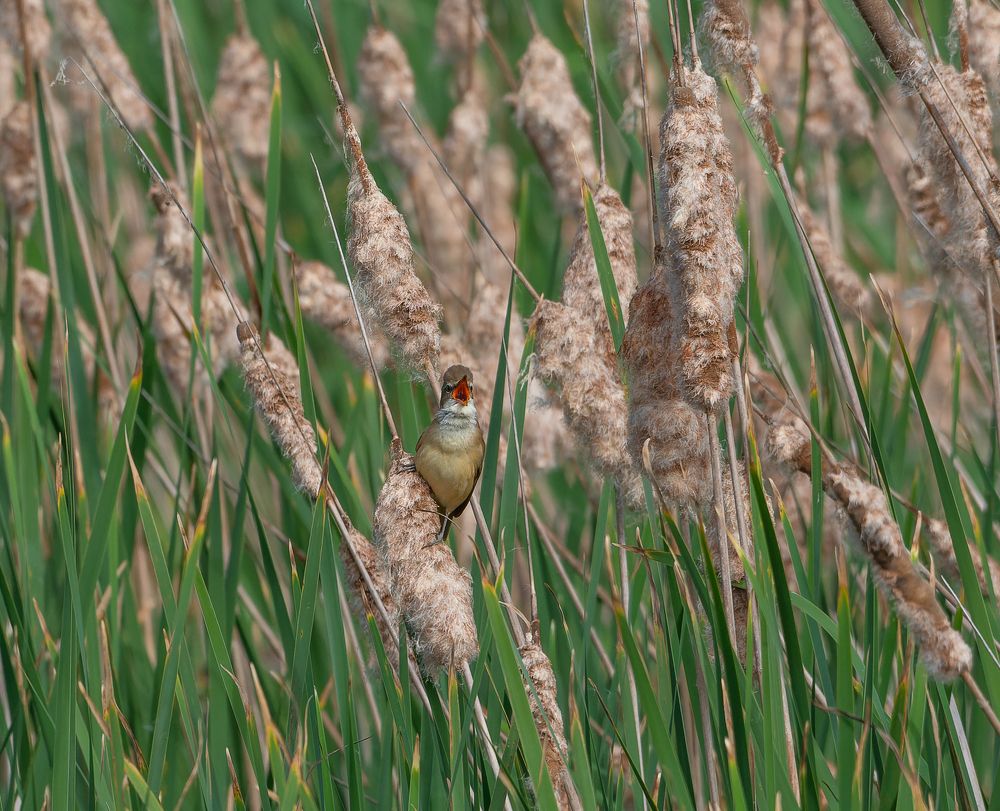 Photograph by Luis Miguel Rivas