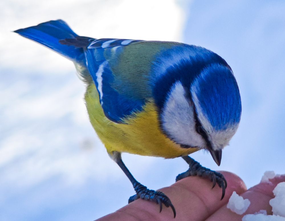 Фотография автора Александр Андреянов