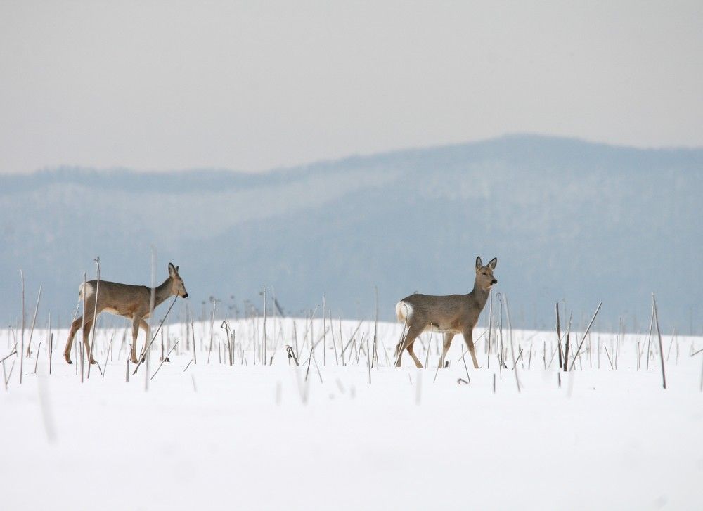 Фотография автора Татьяна Шебаршенко