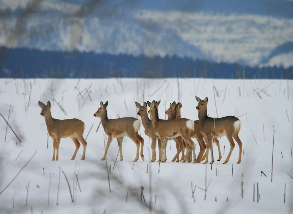 Фотография автора Татьяна Шебаршенко
