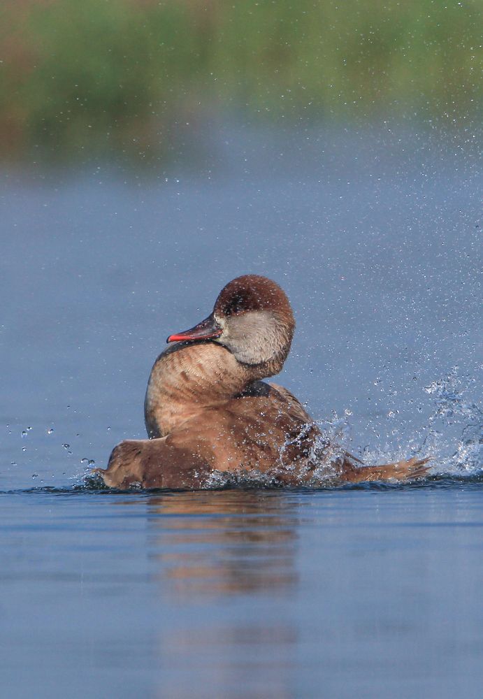 Photograph by Vikram Bahal