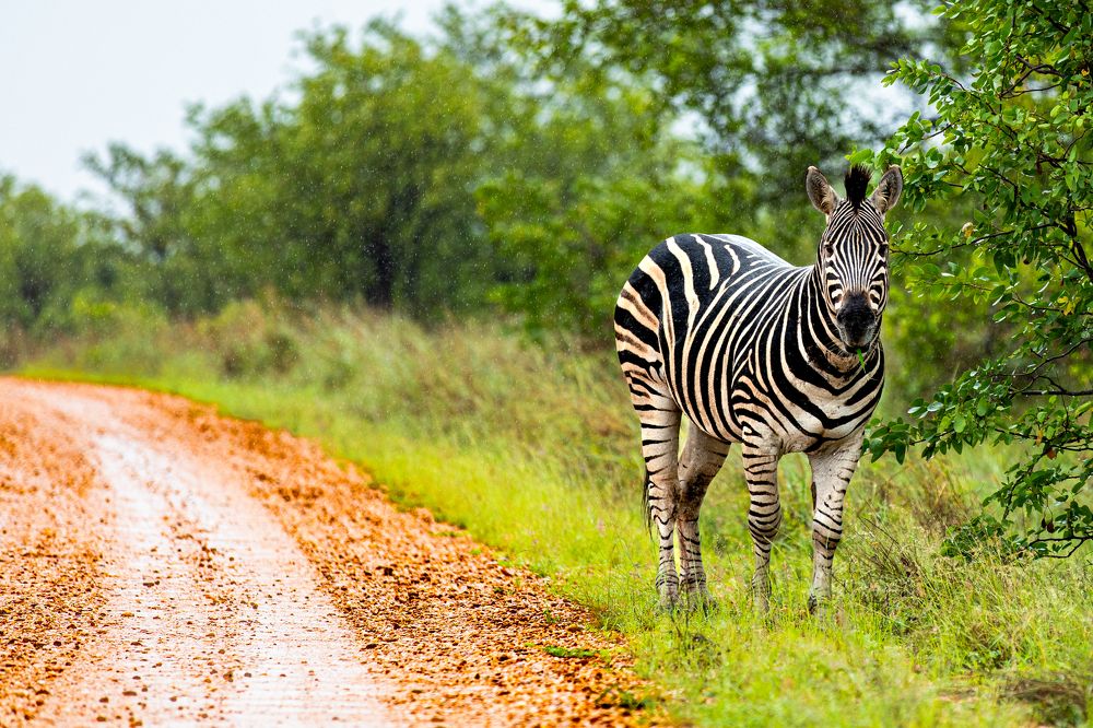 Photograph by Benjamin Pimor