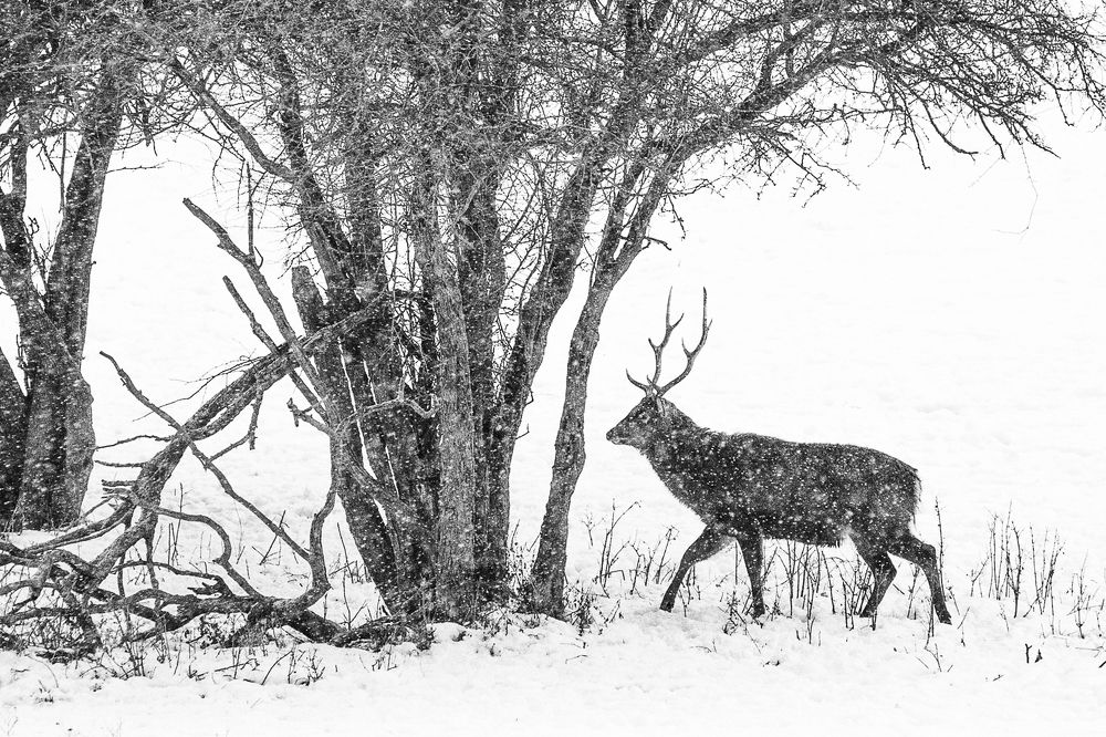 Photograph by Zizi Körmendy