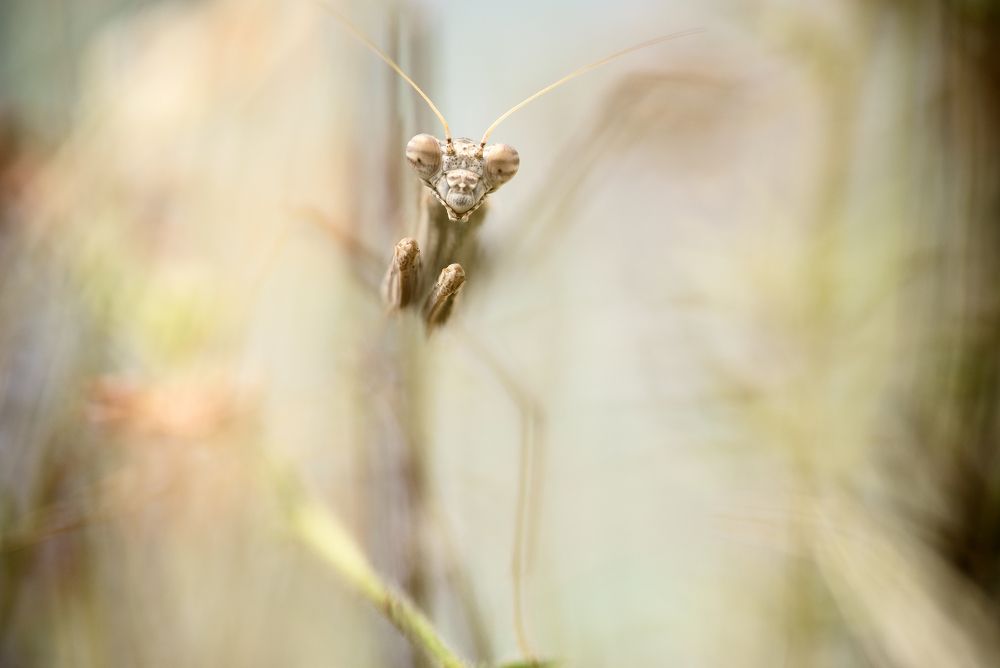 Фотография автора Panagiotis Dalagiorgos