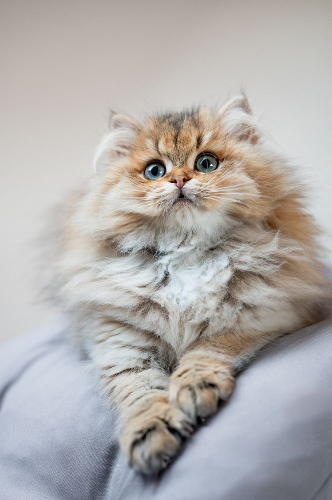 Photograph by Darja Damer