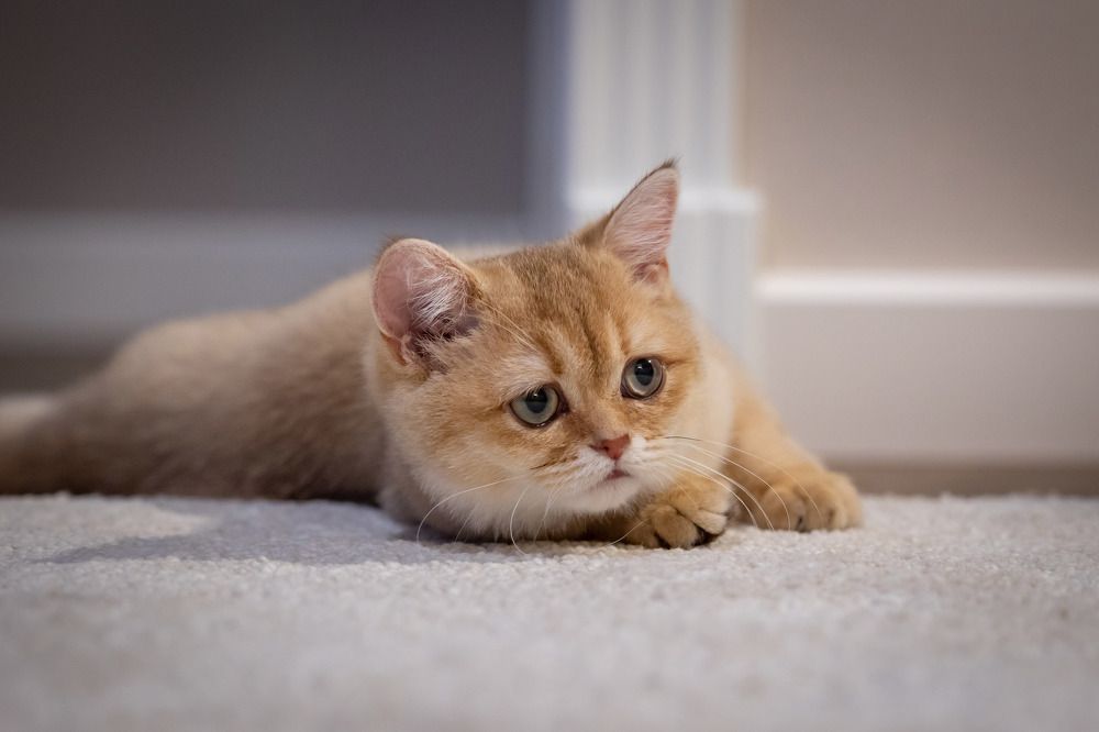 Photograph by Олег Дорошенко