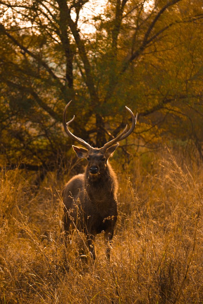 Photograph by Sounak Chatterjee