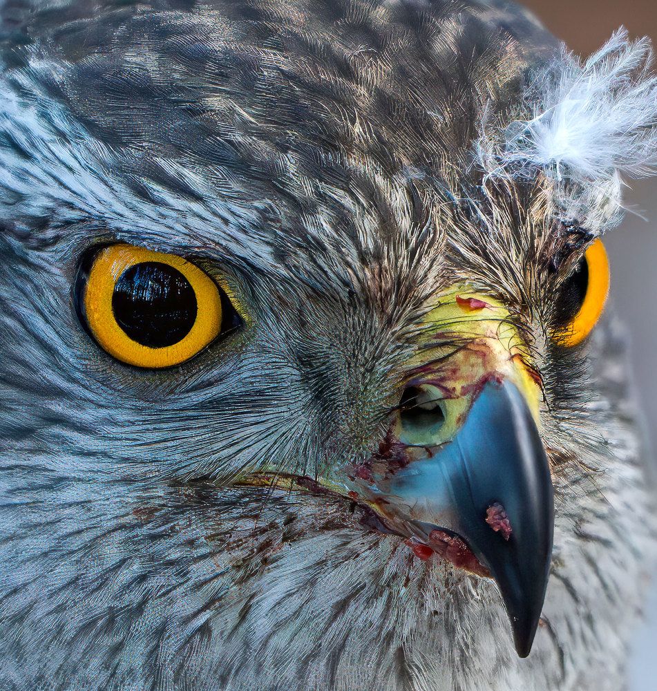 Photograph by Viktor Makarov