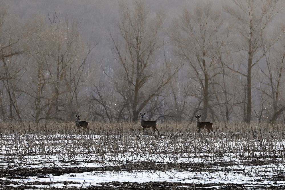 Photograph by Сергей Конюшенко