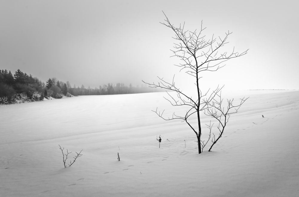 Утро туманное