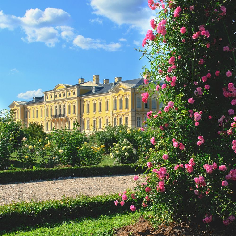 Розы Рундале