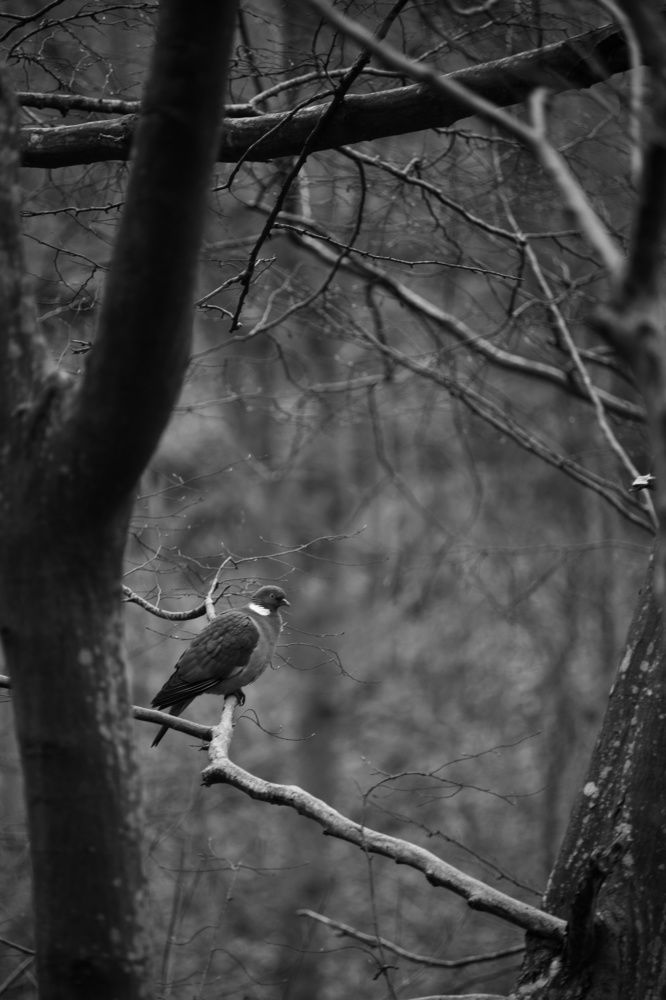 Photograph by Владимир Леликов-Кузьменко