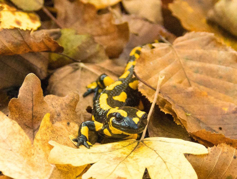 Осень и саламандра.