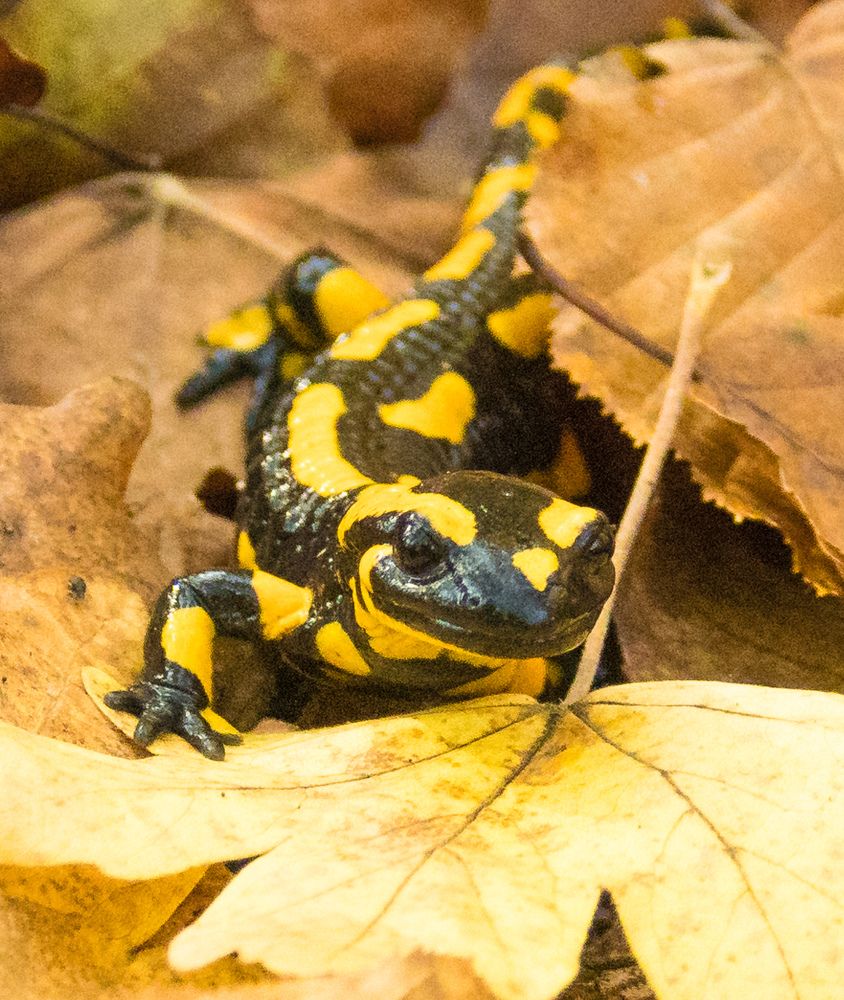 Саламандра