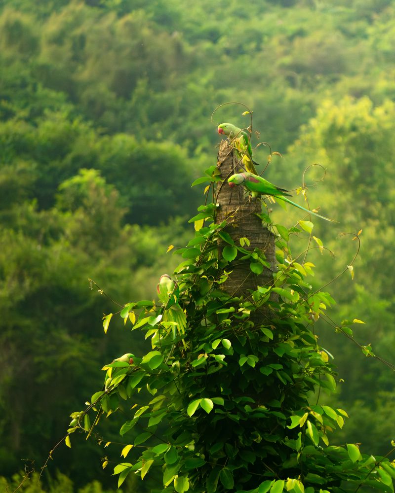 Photograph by Udhay masireddy