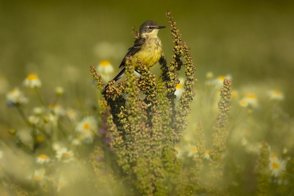 Photograph by Елена