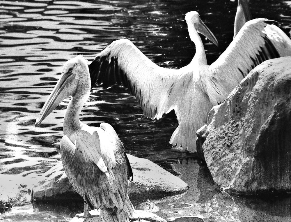 Photograph by Oleg Malovitskyi