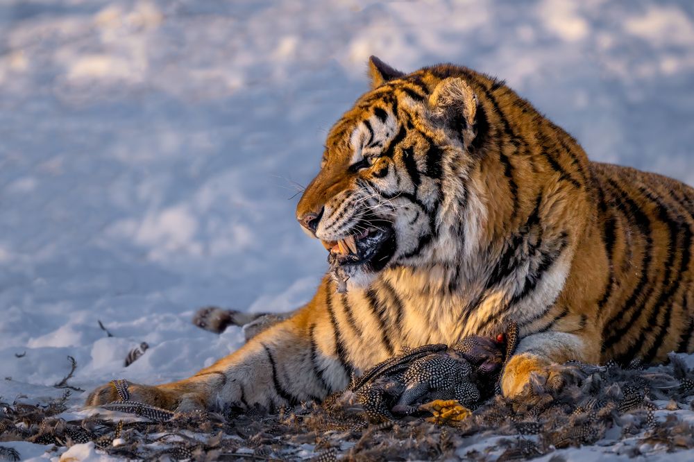 Photograph by Николай Мозгунов