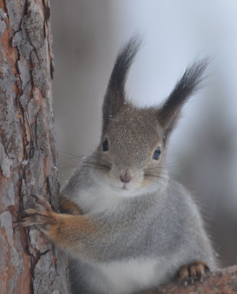 Photograph by Николай Леухин
