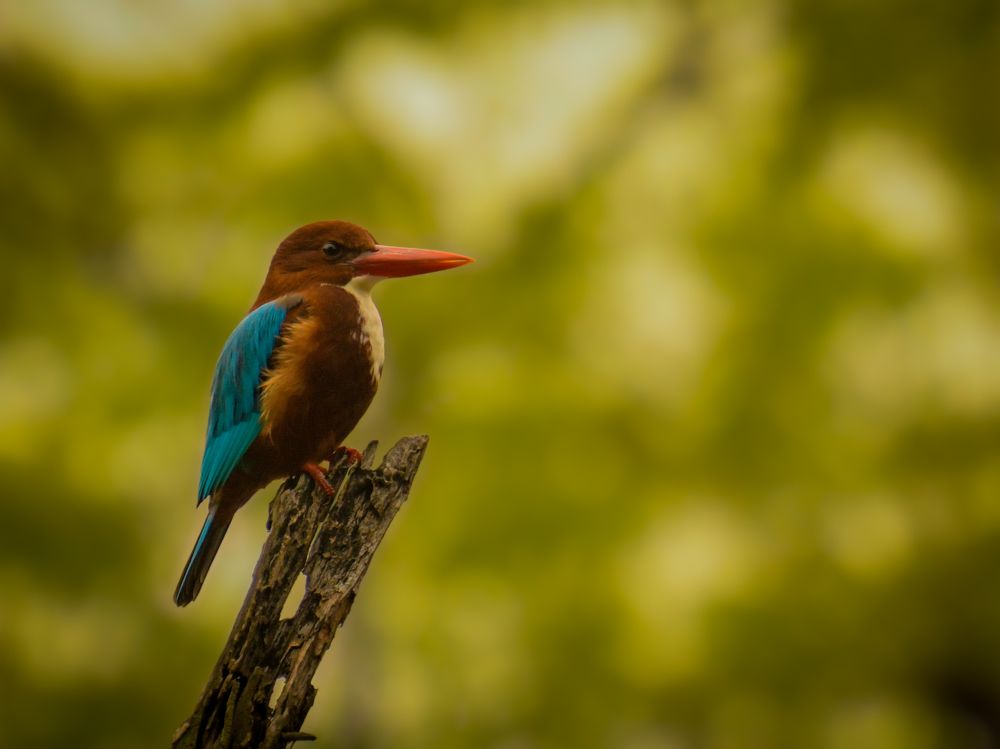 Photograph by Reyaansh Mittal